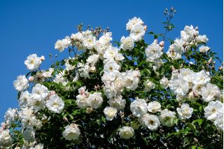 Rosa trepadora - blanco - plántulas en maceta - 