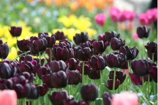 Tulipa Μαύρος Ήρωας - Tulip Black Hero - 5 βολβοί - Tulipa Black Hero