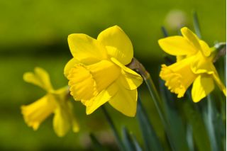 Narcissläktet - Golden Harvest - paket med 5 stycken - Narcissus