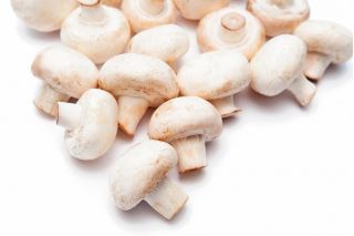 White field mushroom for home and garden cultivation