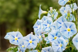 Morning Glory Blue Star seeds - ايبومويا الالوان الثلاثة - 56 بذرة - Ipomoea tricolor - ابذرة
