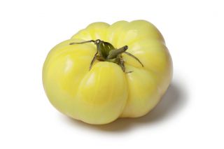มะเขือเทศ "White Beefsteak" - ความหลากหลายสีขาว - Solanum lycopersicum  - เมล็ด