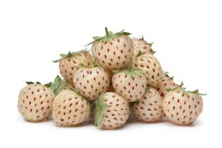Fraisier cultivé, fraisier ananas - Fragaria x ananassa ‘Pineberry'