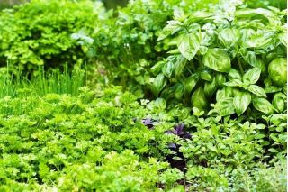 Herb Garden for Many Years - Herb mix