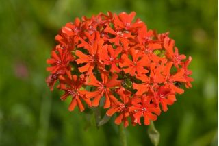 Scarlet Lychnis, Maltese Cross seeds - Lychnis chalcedonica - 1150 seeds