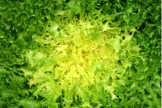 Salat Eskaroll - 300 frø - Cichorium endivia