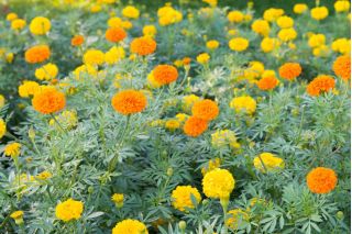 Mexican marigold - variety selection - 150 seeds