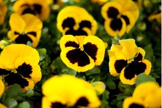 Великі квітучі садові братки - жовті з чорною крапкою - 400 насінин - Viola x wittrockiana  - насіння