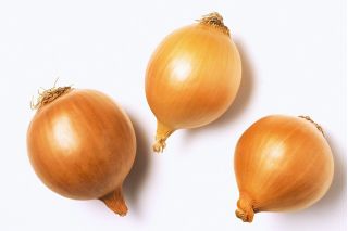 หัวหอม "Polana" - พันธุ์ที่แข็งแรงและทนทาน - 1,000 เมล็ด - 1000 เมล็ด - Allium cepa L.