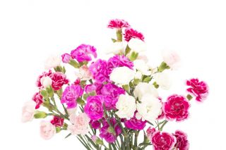 Karanfil - izbor sorti; karanfilić ružičasti - 275 sjemenki - Dianthus caryophyllus - sjemenke
