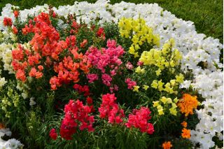 Common snapdragon - low growing variety - 3700 seeds