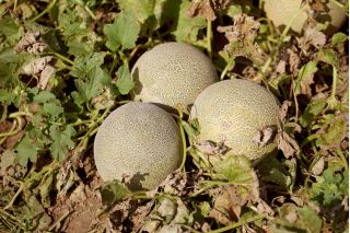 Cantaloupe "Emir F1" - 18 semien - Cucumis melo L. - semená