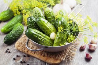 Cucumber "Chrobry" - pickling variety for field or tunnel cultivation - 210 seeds