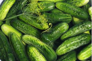 Cucumber "Chrobry" - pickling variety for field or tunnel cultivation - 210 seeds