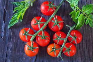 Cherry tomato "Cherrola" - pentru cultivarea grădinii și tunelurilor - 20 de semințe - Lycopersicon esculentum Mill. 
