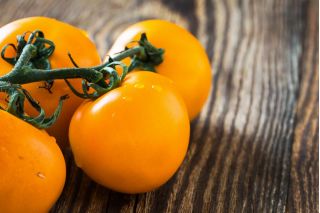 Tomate - Złoty Ożarowski - 80 graines - Lycopersicon esculentum Mill