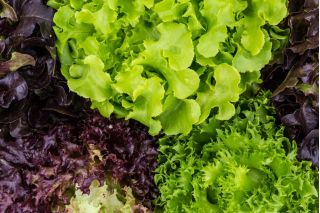 Salată varietate de salată - 450 de semințe - Lectuca sativa 
