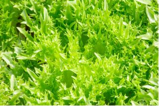 Зелена салата "Регина Деи Гхиацци" 4 - 475 семена - Lactuca sativa L. 