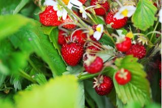 Biji Strawberry Strawberry Rugia - Fragaria vesca - 1280 biji