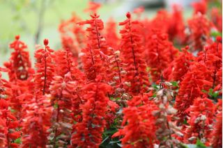 Tropical sage - red - 140 seeds