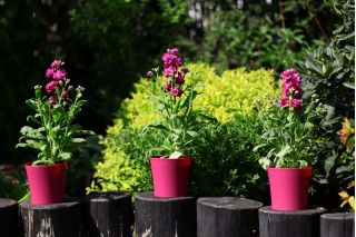 Pot de fleurs rond - Violet - 10 cm - Fuchsia - 
