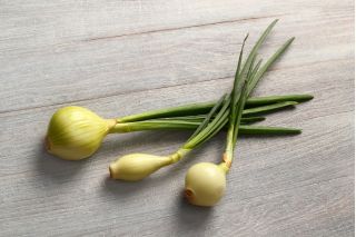 البصل الشتوي "Hiberna" - للبصلة والثوم المعمر - 500 بذرة - Allium cepa L. - ابذرة