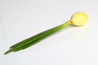 Cebolla - Hiberna - 500 semillas - Allium cepa L.