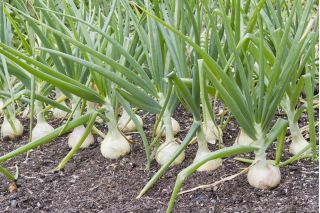 Kışlık kuru soğanı "Hiberna" - soğanlar ve frenk soğanı için - 500 tohum - Allium cepa L. - tohumlar