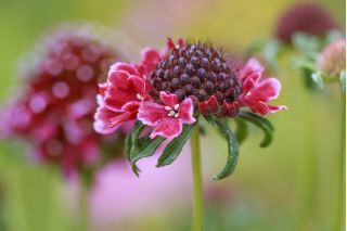 Scabiosa, pincushion blomst - farve blanding - 110 frø - Scabiosa atropurpurea