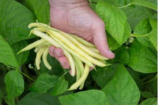 Žltá zelená fazuľa "Erla" - Phaseolus vulgaris L. - semená