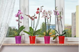 Ghiveci cu flori de orhidee - Orchidea - 12,5 cm - Roșu transparent - 