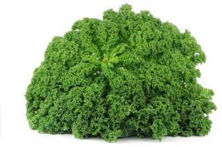Kale "Cadet" - طويل القامة بأوراق لولبية بقوة - 600 بذرة - Brassica oleracea L. var. sabellica L. - ابذرة