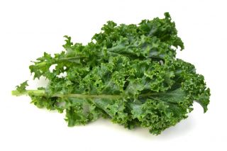 Kale "Corporal" - lavt voksende med mørkegrønne, skinnede blade - 300 frø - Brassica oleracea convar. acephala var. Sabellica