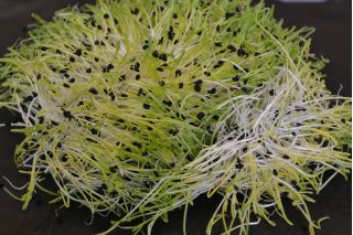 Kecambah biji - bawang - Allium cepa L.