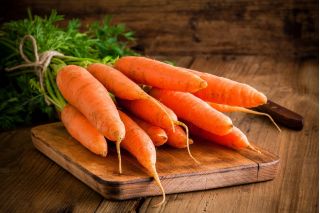 Морква "Олімп" - пізній, смачний сорт - 4250 насіння - Daucus carota