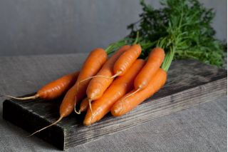 Морква "Румба" - середньорання, солодкий, яскраво-оранжевий сорт - 2550 насінин - Daucus carota ssp. sativus  - насіння