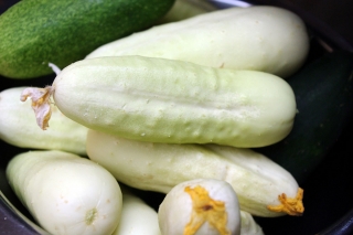 White cucumber "White Wonder" - 80 seeds