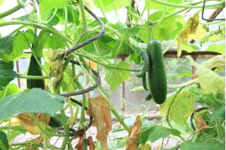 Cucumber "Skierniewicki" - for cultivation under covers - 35 seeds