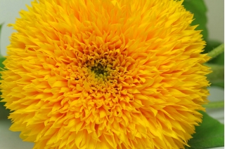 Ornamental tall sunflower "Sungold Tall" - 80 seeds
