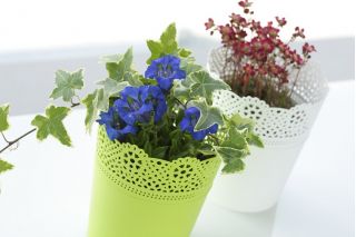 Pot bunga bundar dengan renda - 13,5 cm - Renda - Kapur - 