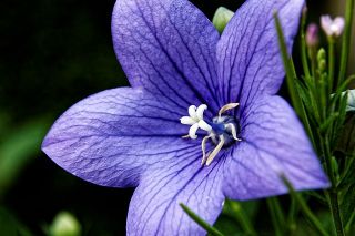 青い風船の花。中国のキキョウ、platycodon  -  220種子 - Platycodon grandiflorus - シーズ
