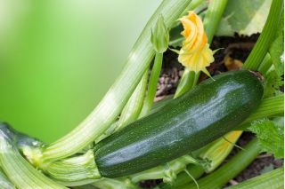 BIO Zucchini - zertifizierte organische Samen