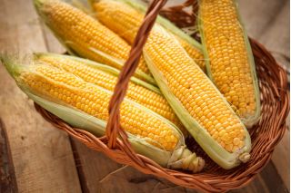 Sweet corn "Landmark" - 30 seeds