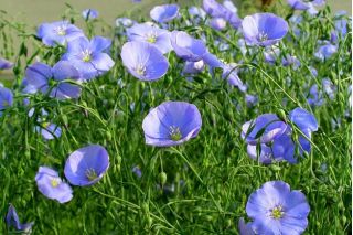 Flora saka, flax biru, serat - 700 biji - Linum perenne - benih