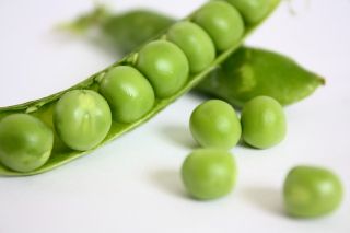 Bibit organik bersertifikasi kacang hijau - Pisum sativum L. - biji