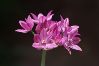 Allium oreophilum - 20 květinové cibule
