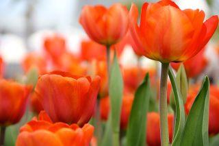 Tulip Orange - paquete grande! - 50 pcs - 