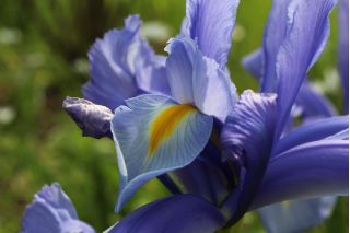 虹膜hollandica蓝宝石秀丽 -  10个电洋葱 - Iris × hollandica