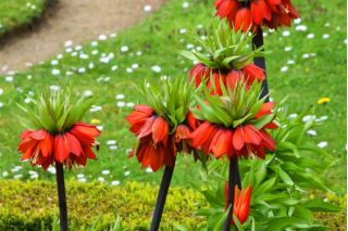 Keizerskroon - rood -  Fritillaria imperialis