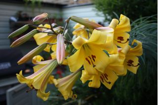 Liljer Golden Splendour - Lilium Golden Splendour